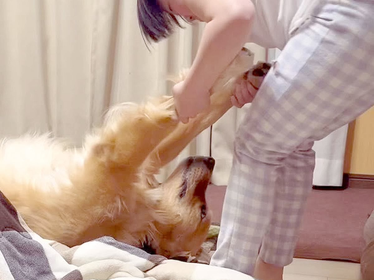 夜、大型犬を散歩に連れて行こうとしたら…まさかの『子どものようにダダをこねる光景』に「酔っ払いみたいｗ」「甘えん坊プリプリ」と爆笑