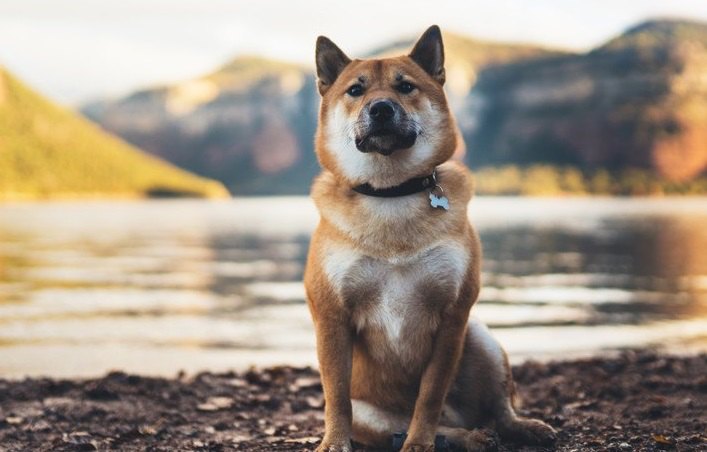 犬が『横座り』している時に考えられる原因３つ！実はこんな病気が隠れているかも…！