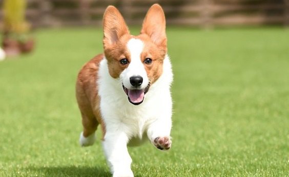 たくさん運動をするべき犬種３選！必要な運動量から飼う時の注意点まで