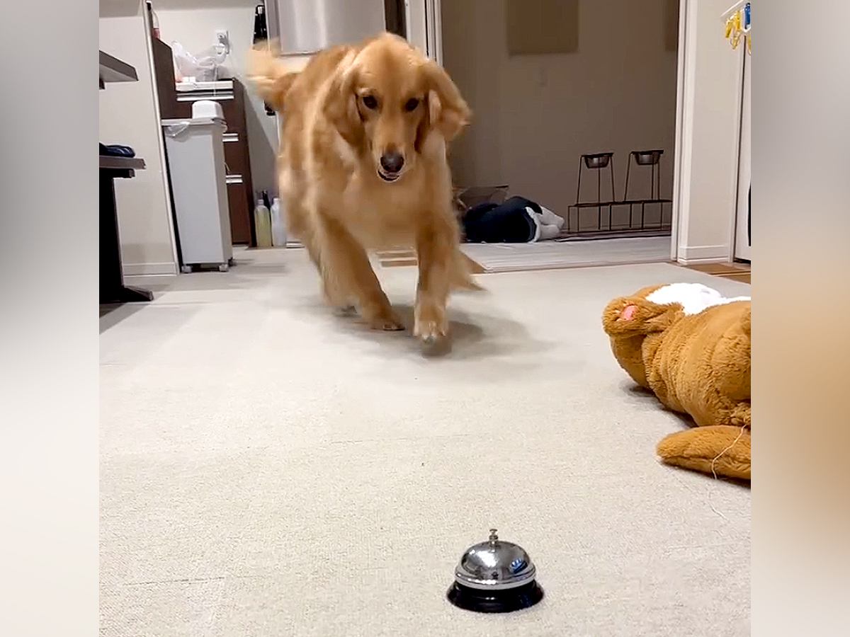 『パパ！見ててね！』大型犬がはりきってベルを押そうとした結果…思っていたのと違う『想定外の展開』が11万再生｢絶妙すぎ」「可愛いｗ」