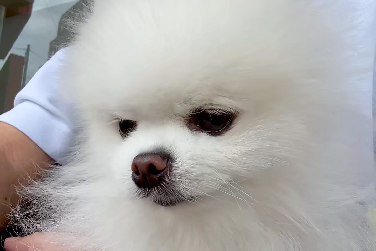 体調を崩していた犬が『1ヶ月ぶりにシャンプーをした』結果→とびきりの『ニコニコ笑顔』が愛おしいと絶賛「美人度上がった」「より一層可愛い」