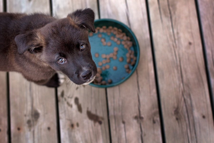 犬の食器がヌルヌルする！原因と正しい洗い方