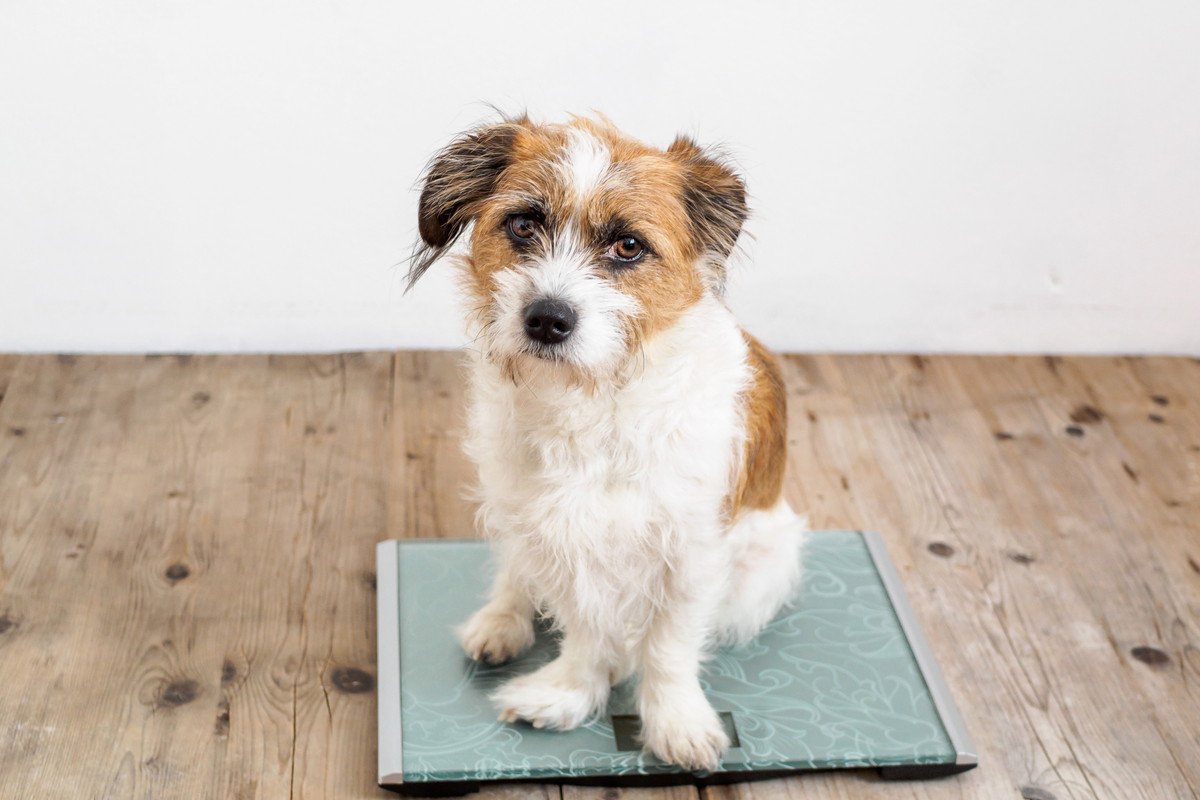 犬が『ミネラル不足』になると見せる症状4つ　飼い主が日頃から意識すべきサインや対策法まで解説