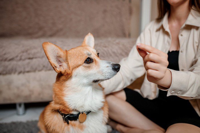 犬の「薬の飲ませ方」小さなコツと注意点を獣医が解説