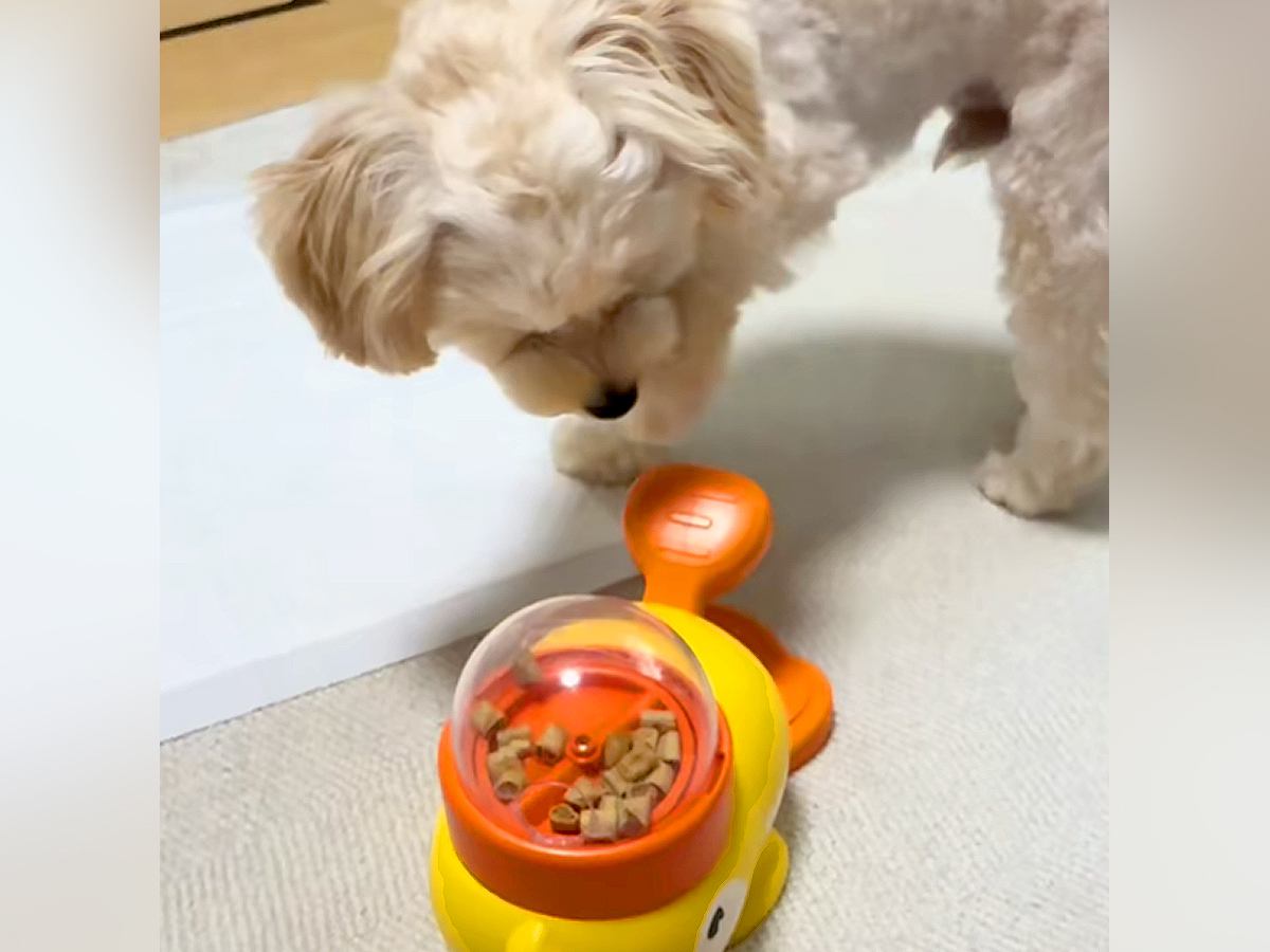 『レバーを押すとご飯が出るおもちゃ』で遊ぶ犬→食べるのかと思ったら…もはや人間のような『まさかの楽しみ方』が87万再生「犬生2周目？」