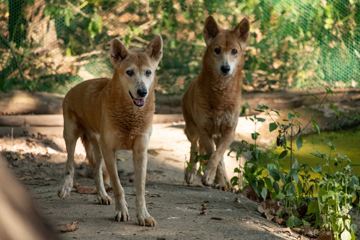 ディンゴと犬の違いを遺伝子で比較した研究結果