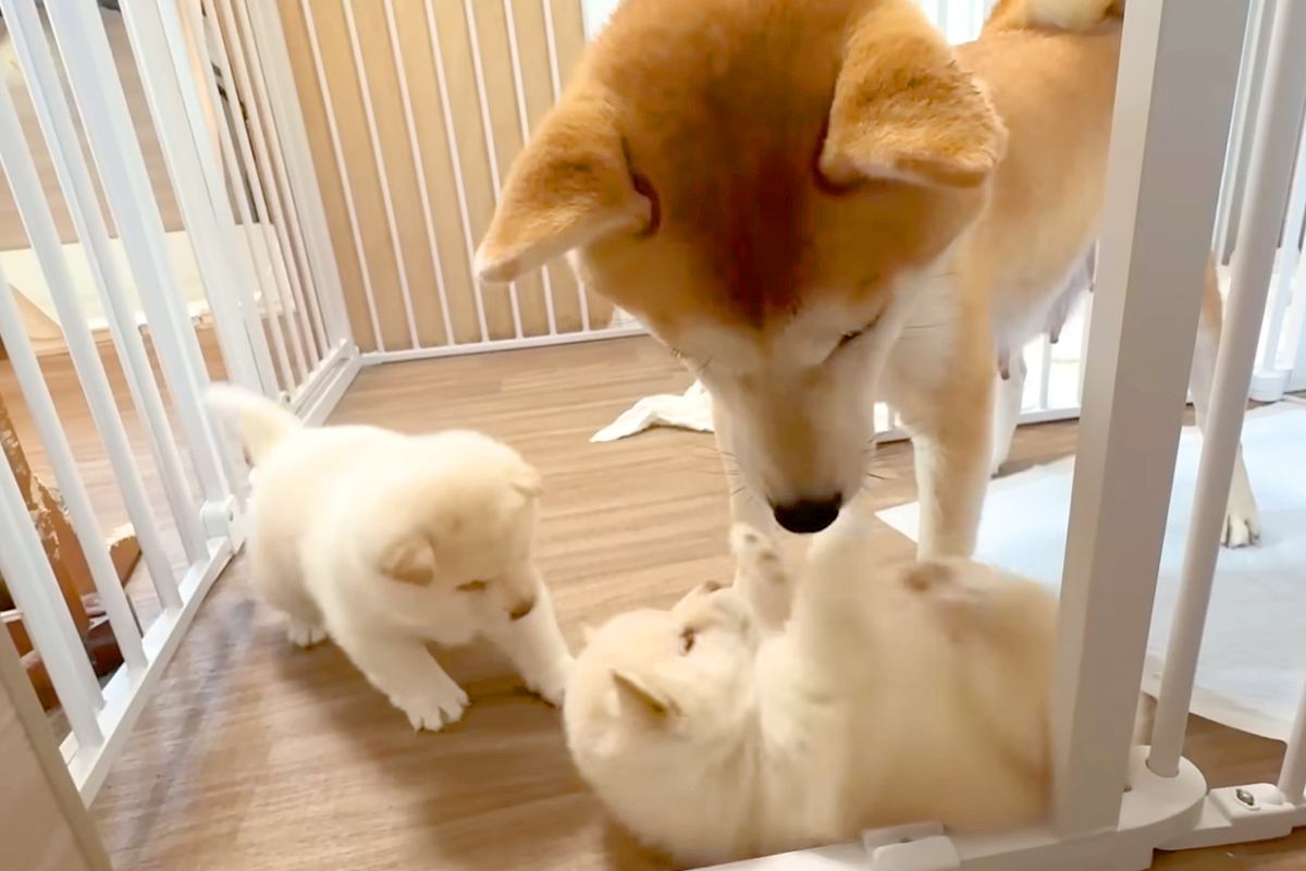生後32日目の赤ちゃん犬たちが『ママ犬に反抗した』結果…母として『教育熱心に指導する光景』が尊すぎると12万再生「母は偉大」「ほっこり」