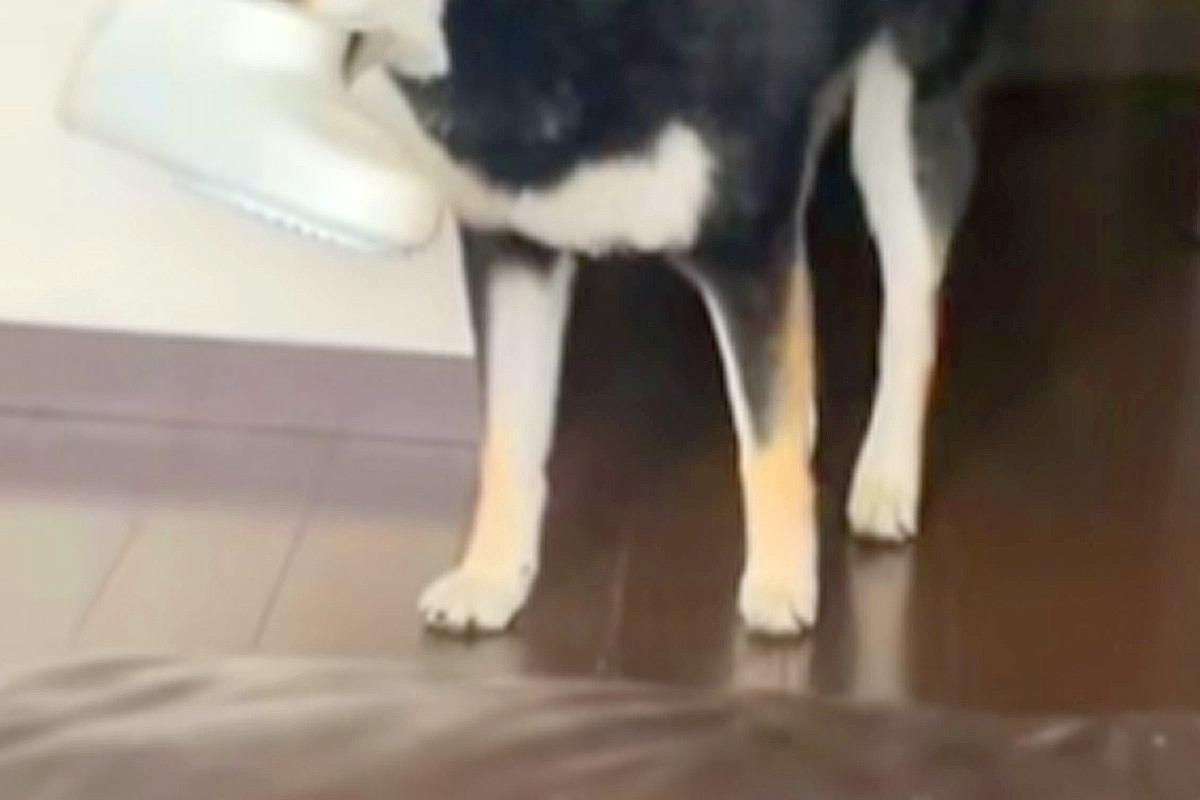 『やけに犬がおとなしいな』と思っていたら、こっそりとお風呂場から出てきて…バレバレすぎる光景が52万再生「これは怒れない」「上目遣いｗ」