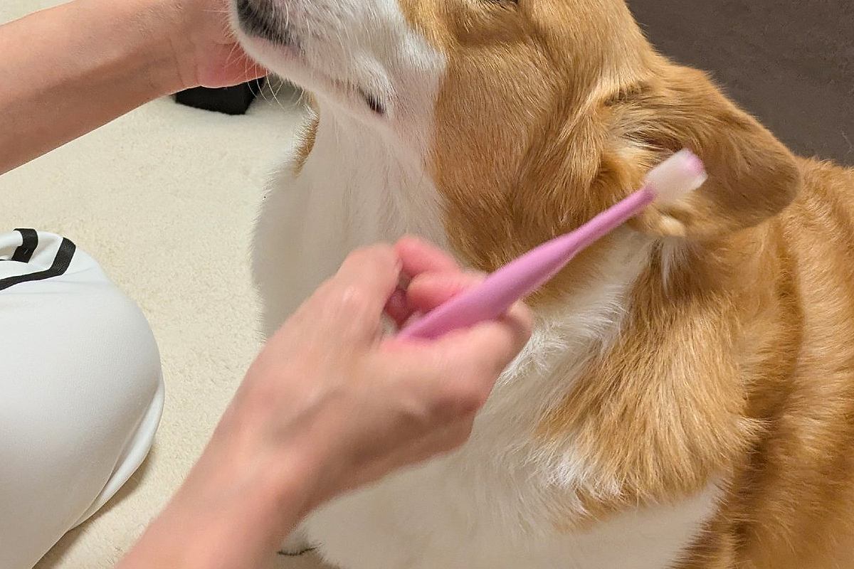 犬の歯磨きを『ママとパパがした』結果→あからさまに顔が違って…辛辣すぎる『態度の変化』に1万いいね「パパ泣いちゃうｗ」「全然違くて草」