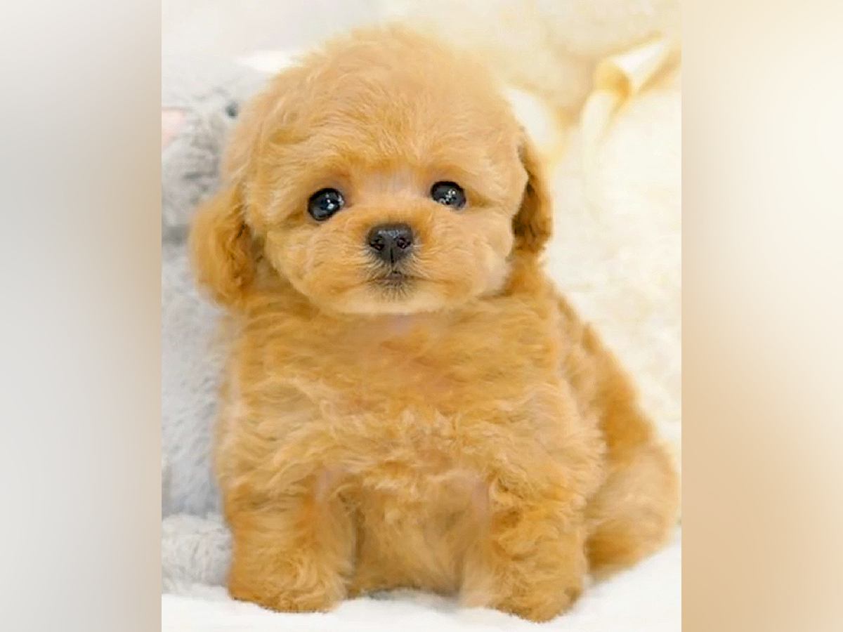 『フワフワで天使のような赤ちゃん犬』が大きくなった結果…思っていたのとなんか違う『驚きのビフォアフ』が35万再生「吹いた」「人間味強い」