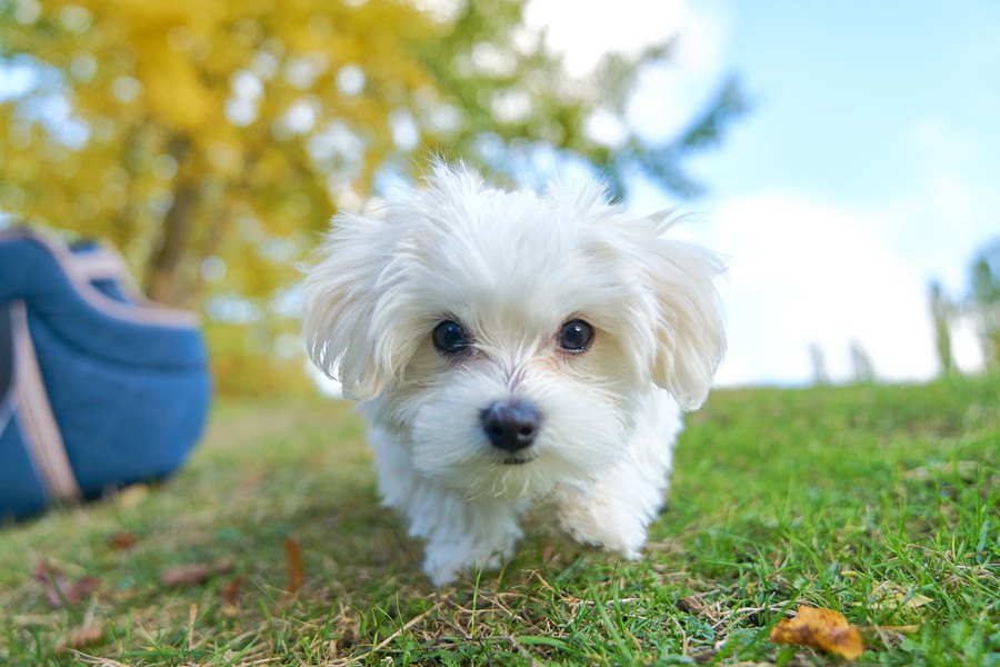 『甘えん坊な犬種』５選！あなたの愛犬はどうやって甘えてきますか？♡