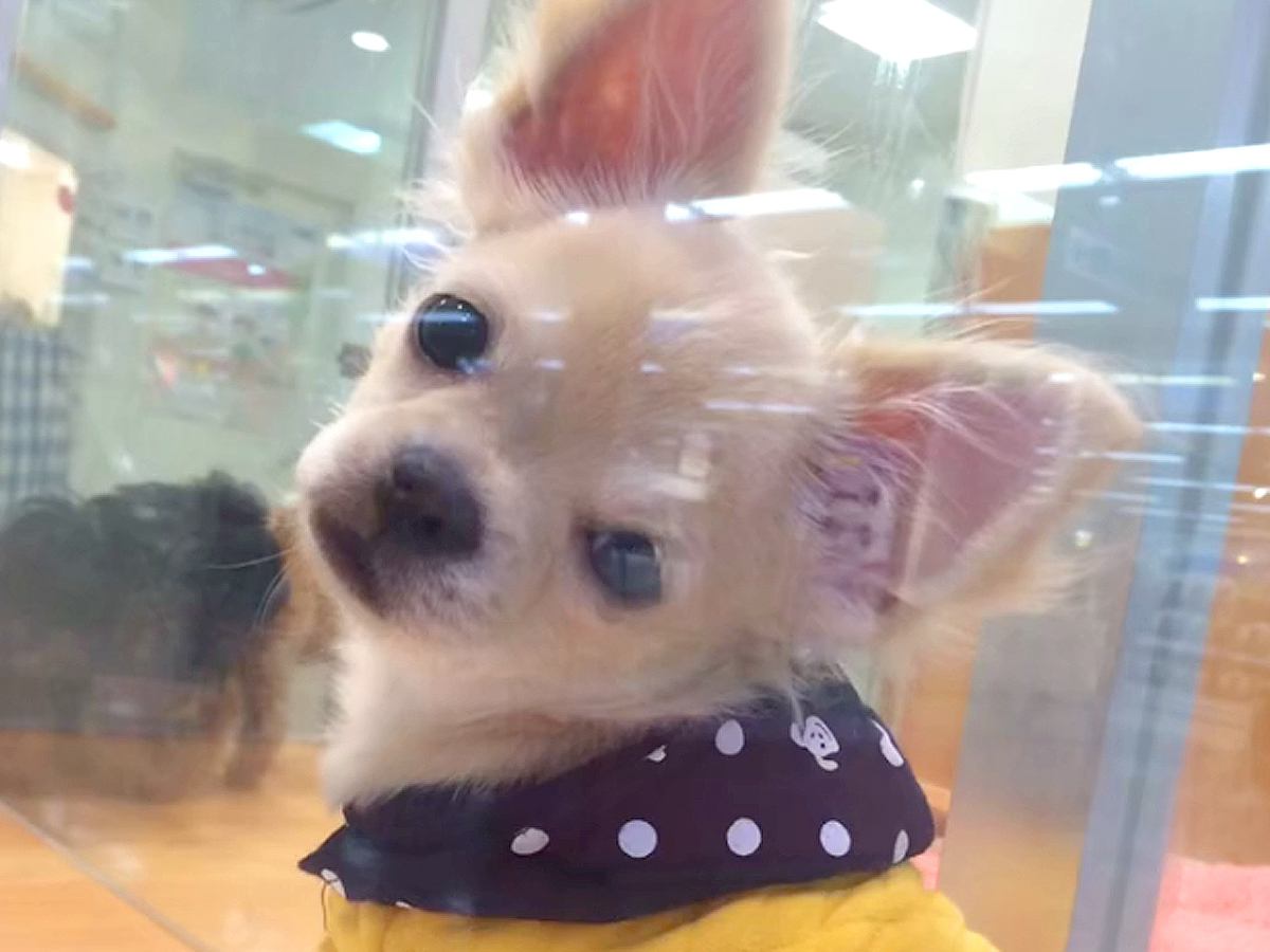 『9800円で売れ残っていた犬』家族の反対を押し切って飼った結果…当時が嘘のような光景に涙が出ると59万再生「お顔が全然違う」と反響