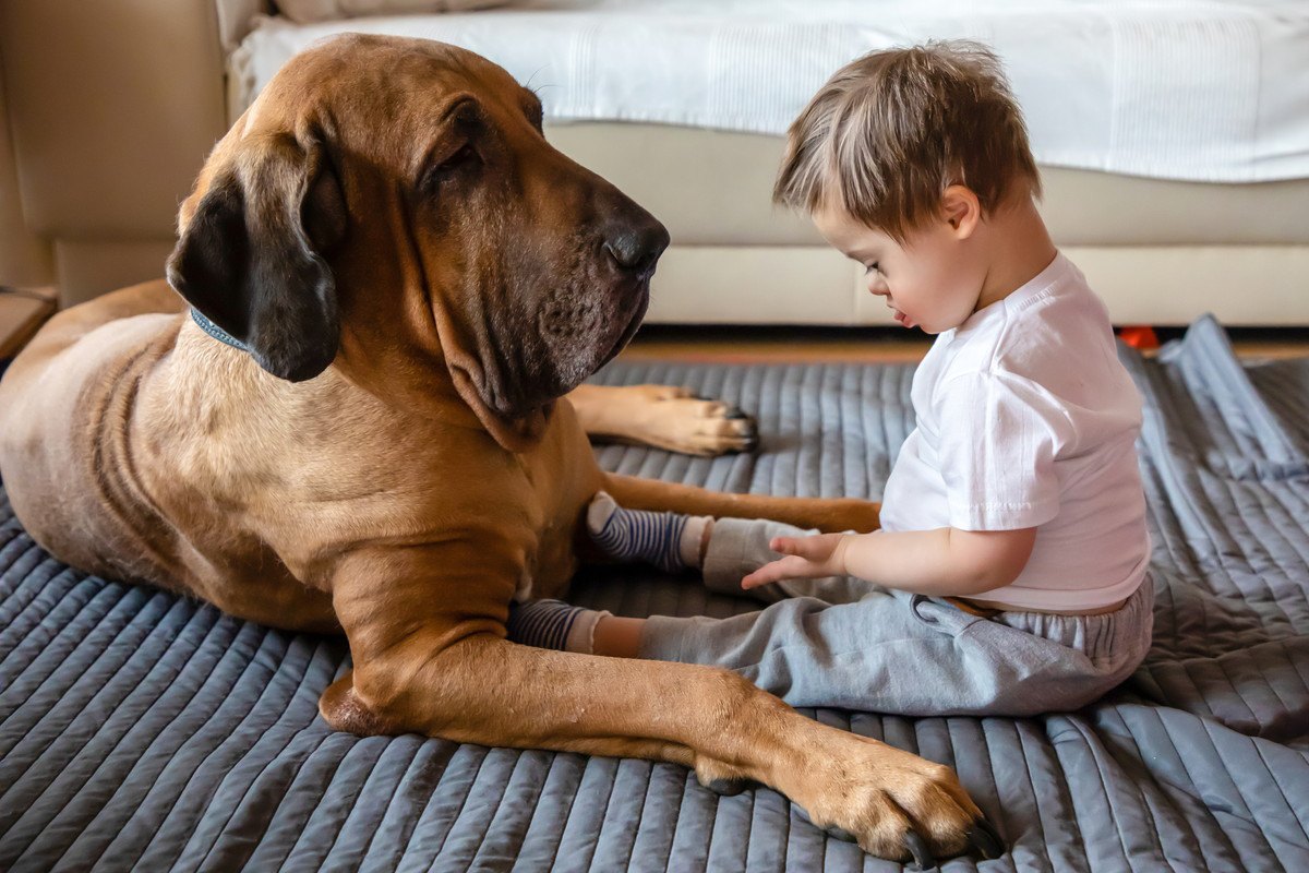 犬が「クーン」と鳴いている時の4つの心理