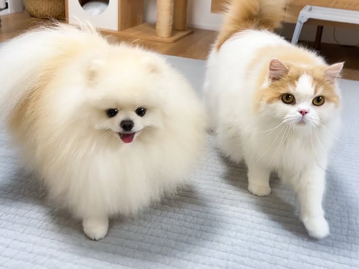 夜0時、普段は違う場所で寝る犬と猫に『久しぶりに一緒に寝よう』と言ったら…あまりにも尊い光景に「最強に可愛い」「モフモフ兄弟」と4万再生