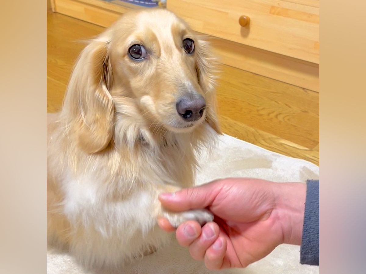 『オテ、オカワリ』を犬にしてもらおうとした結果→『どうしてもやりたくない』と考えた末に…とんでもなく尊い対処法に多くの反響