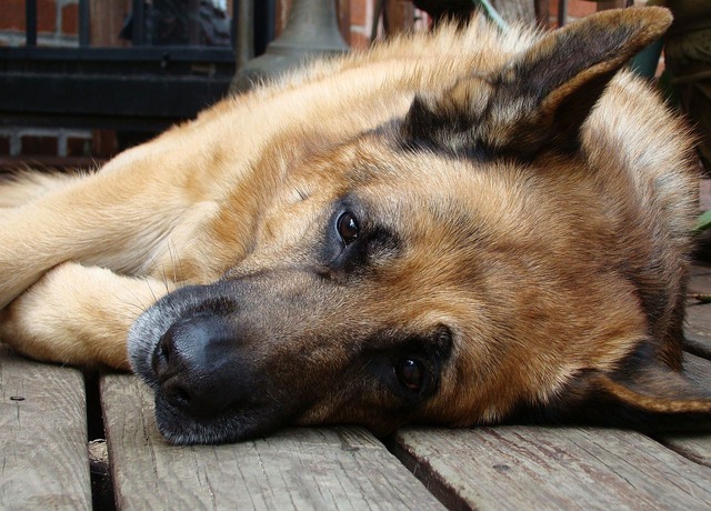 犬の血管肉腫 症状と原因、治療法について