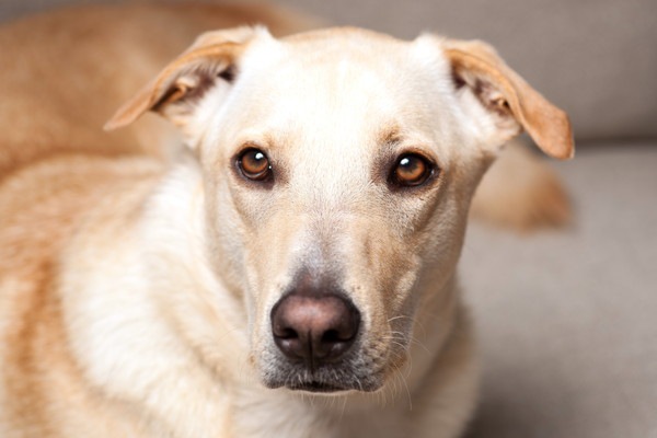 犬の顎がガクガクなる原因と対処法！歯周病や他の病気の可能性も！