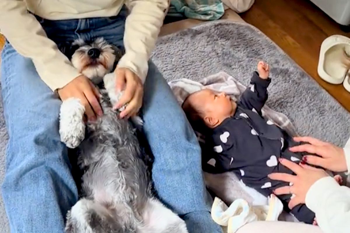 赤ちゃんと犬に『手遊び歌』をやってみた結果…ワンコとは思えない『可愛いが渋滞している光景』が41万再生「されるがままｗ」「幸せな空間」