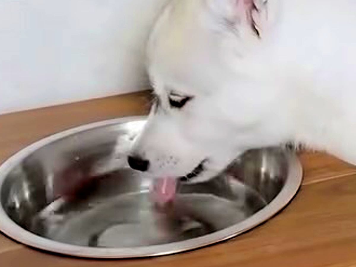 子犬の食器台に水を設置→『飲んでくれるかな』と思ったら…想定と違いすぎる『まさかの使い方』が695万再生「斬新で草」「可愛いｗｗ」