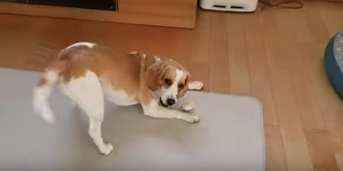 愛犬にバレずに家に入れるか？面白すぎる反応に注目♡