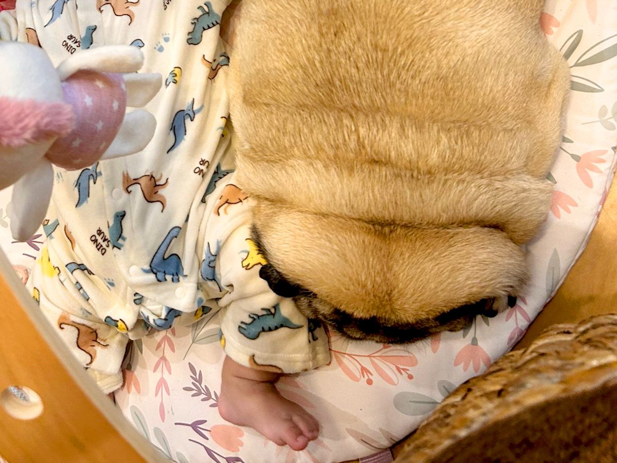 寝ている赤ちゃんの横に来た犬→どうしてもそばにいたくて…まさかの『強引すぎる添い寝』が18万表示の反響「貫禄ある守護神」「可愛すぎる」