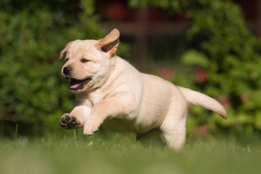 低体重で生まれた犬は将来肥満になるリスクが高いという研究結果