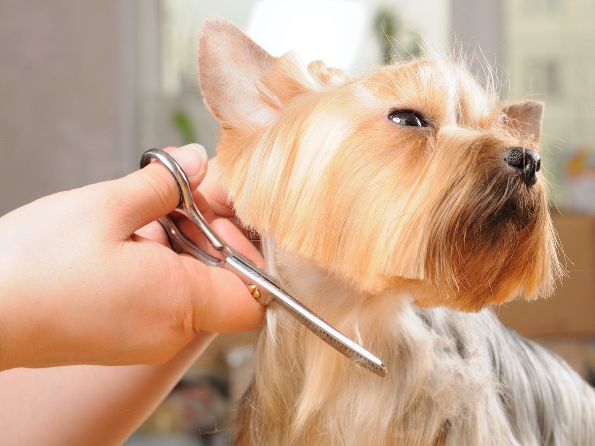 犬のトリミングに国家資格は必要なし！スキルを身に付けることが大切