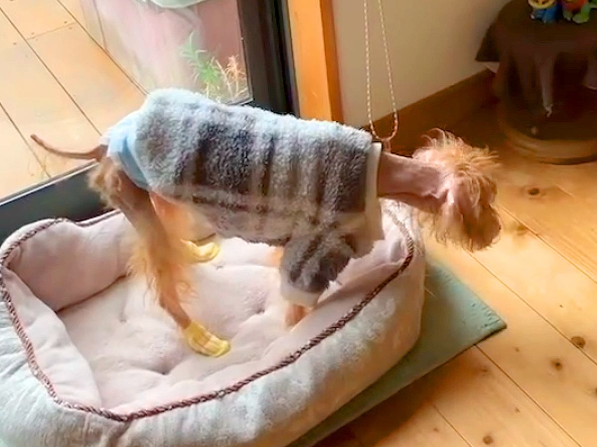 おじいちゃんが家に来たら『目が見えなくなった15歳の老犬』が…健気すぎる『まさかの光景』に涙が出ると19万再生「泣けた」「ホント愛おしい」