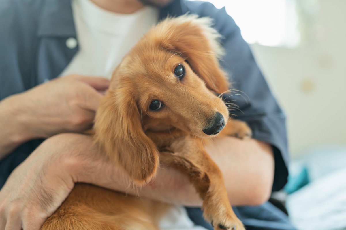 愛犬を大切にしすぎて大事なことを見失っていませんか？犬の過保護が起こす3つのリスクとは