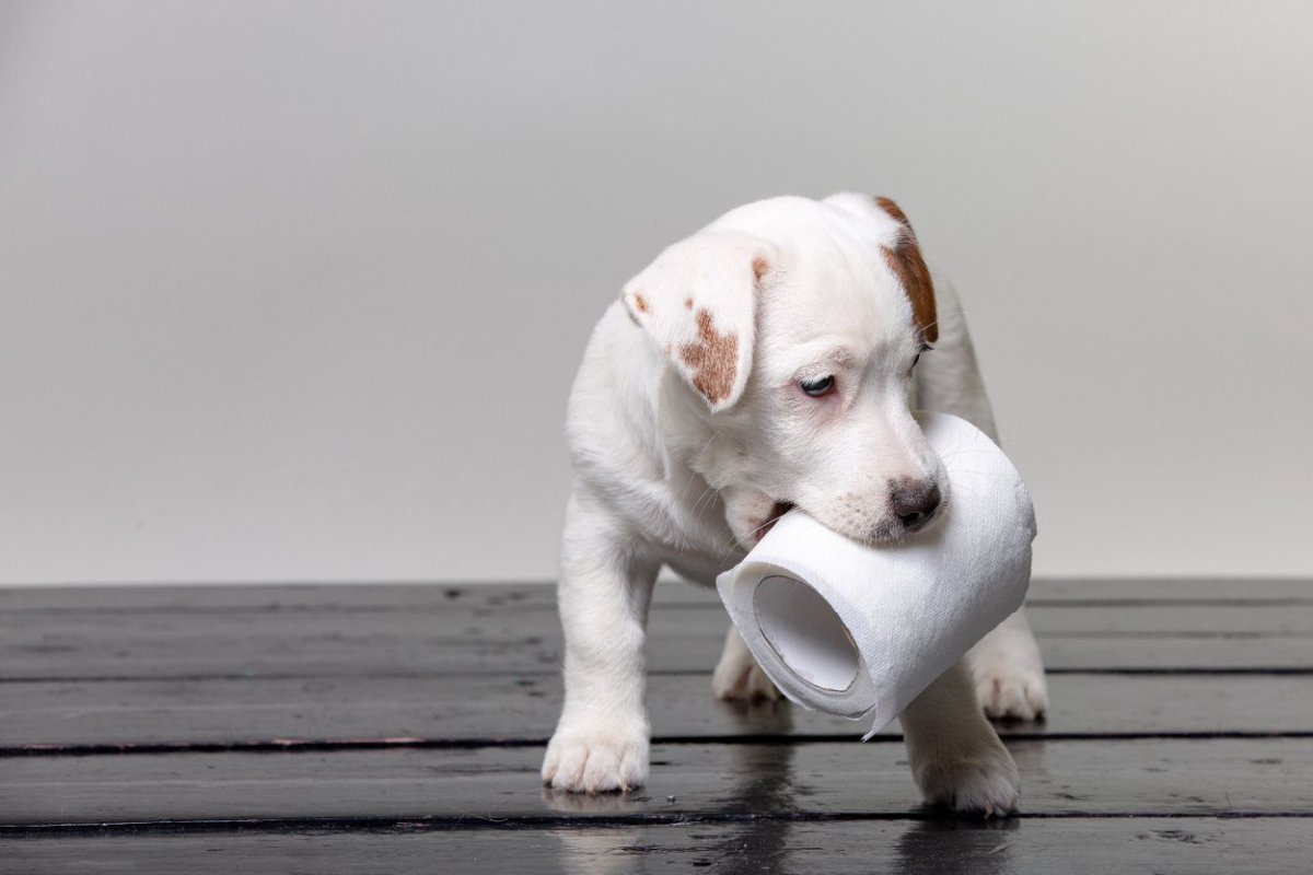 犬のトイレの置き場所、合ってる？NGな『3つの場所』とは？