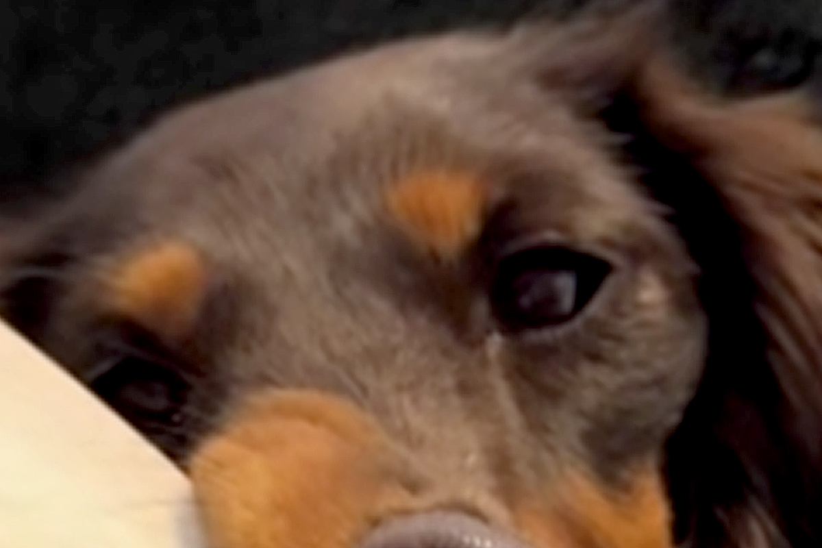 アイスのおねだりに失敗した犬→完全に拗ねてしまって…思わず笑う『ふてくされた表情』が12万再生「大変なことになってて草」「ピカソの絵」