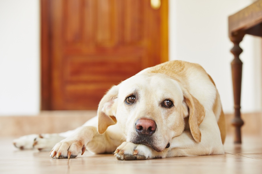 犬が飼い主を心配している時にする3つの仕草や行動