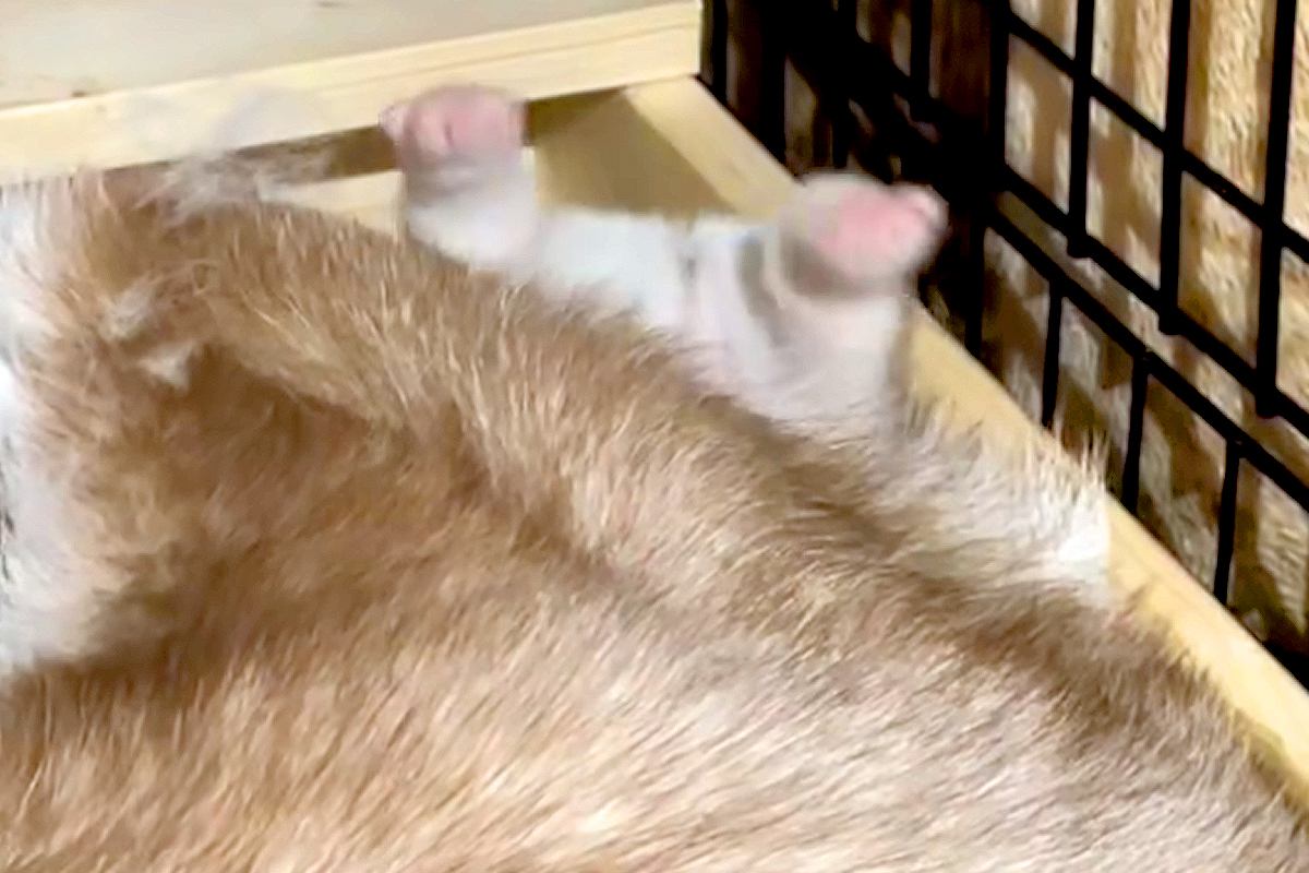 母犬に挟まれ『おしりを丸だし』にしていた赤ちゃん犬→たったの3ヶ月後…同じ犬とは思えない『成長』が379万再生「たまらん」「どちらも最高」