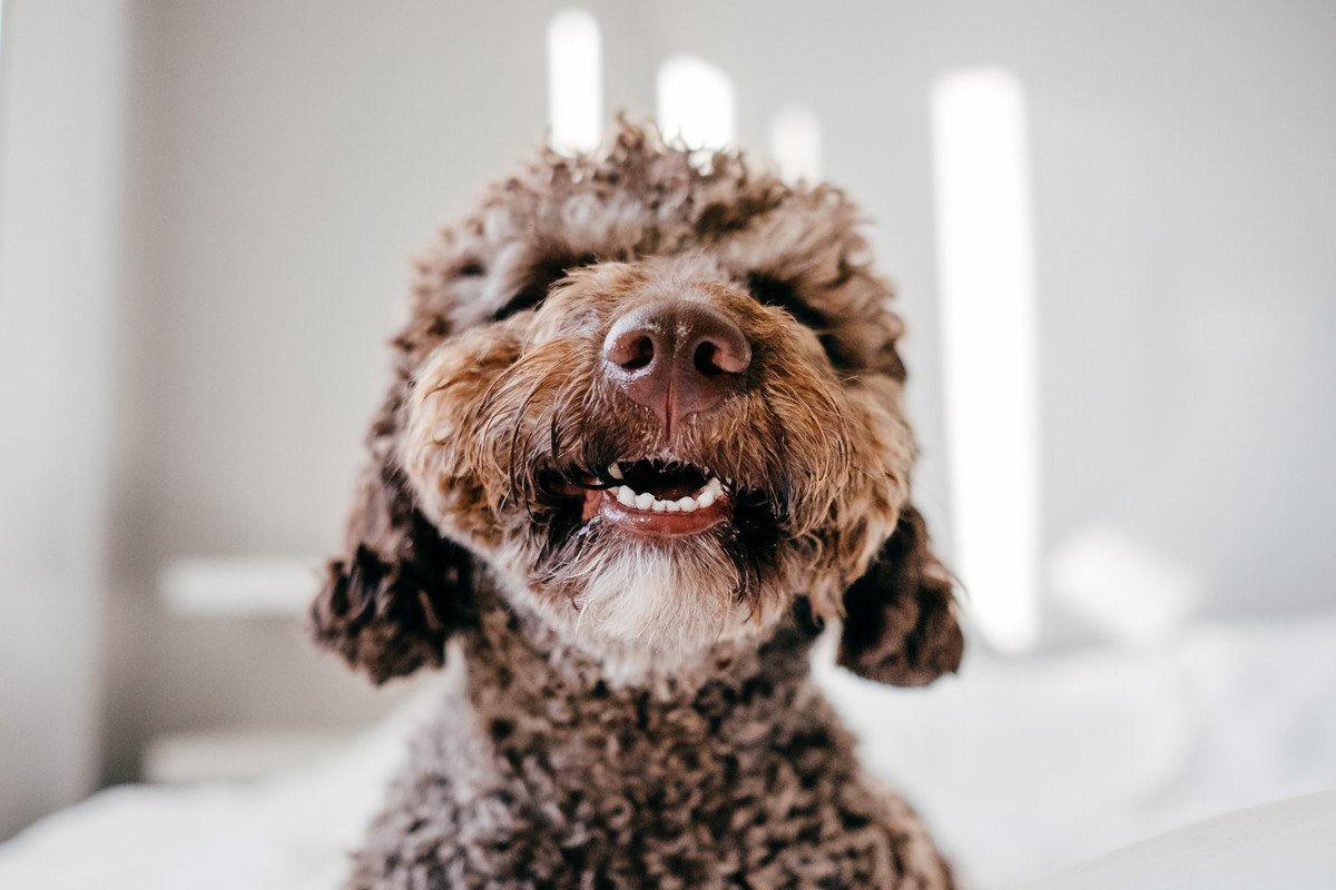 犬が口を『パクパク』動かすときの理由7つ　考えられる原因や見逃せないサインまで解説