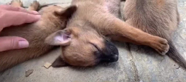 野良犬支援をもう一歩先へ…！ひとつでも多く命を救うためにワクチン接種を