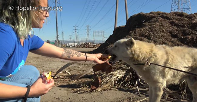 聴力を失いゴミの山で孤独に余生を過ごしていたシニア犬をレスキュー