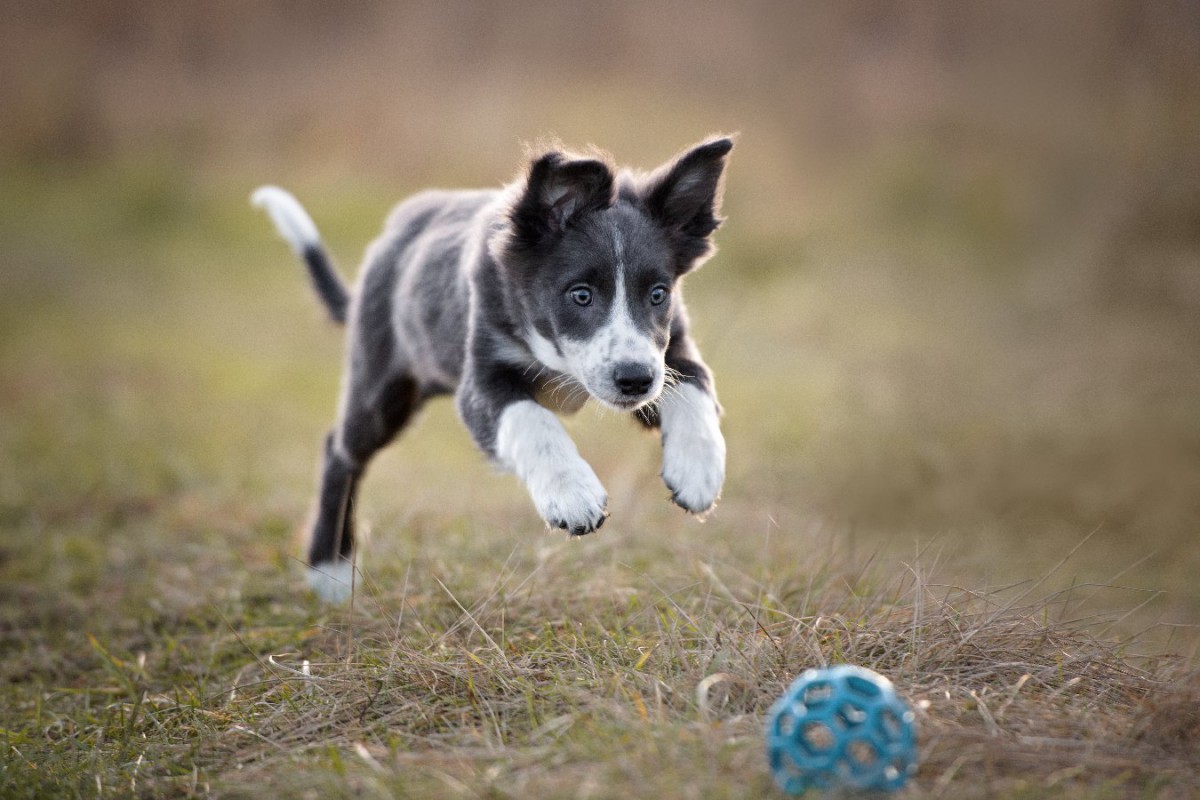 犬のおもちゃは青色がいいというのは本当？