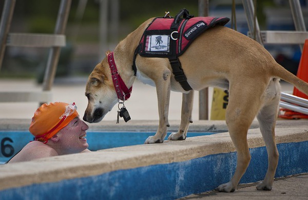 介助犬の基礎知識