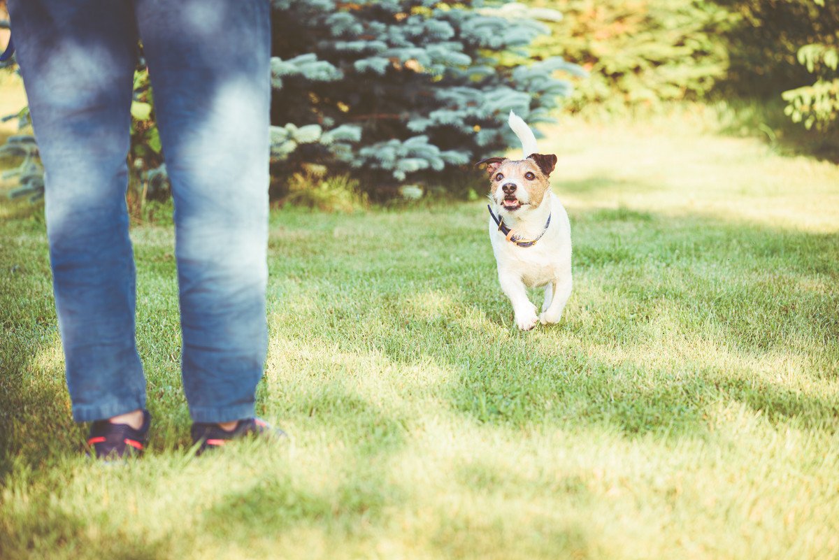 愛犬を呼んでも来てくれない…もしかしたらあなたのところへ行くメリットがないのかも？