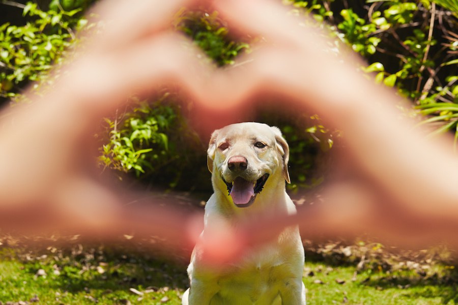 犬の寿命を延ばすためのコツ５選