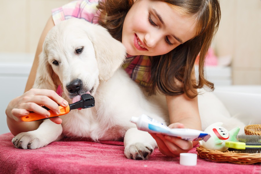 犬に定期的にするべき4つのお手入れ