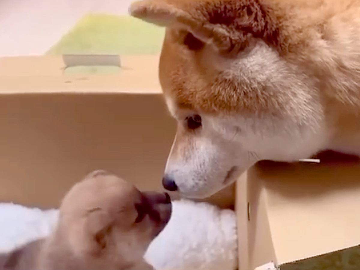 赤ちゃん犬の名前に悩む家族→先住犬に決めてもらおうとしたら…想像を超える『天才的な行動』が699万再生「ちゃんと話しながら決めてて凄い」