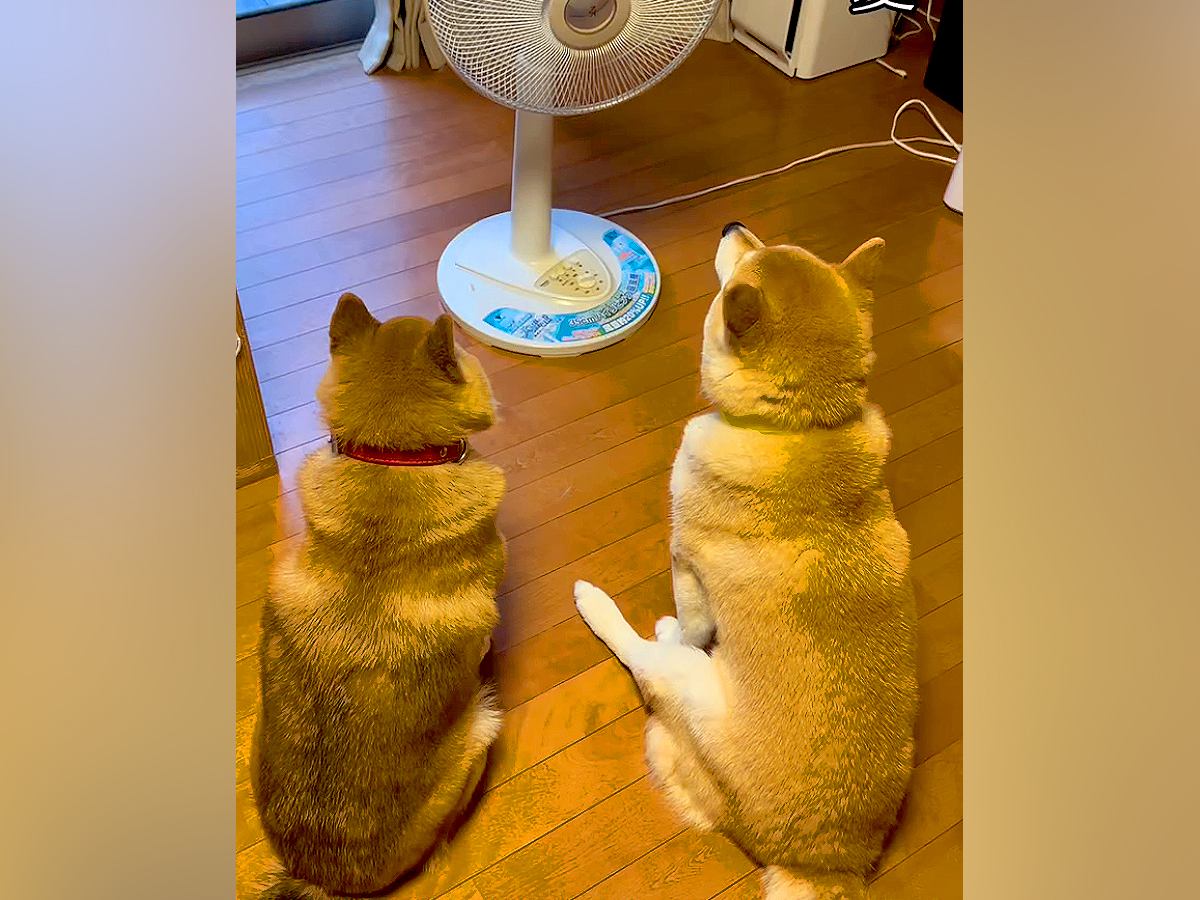夏、扇風機で犬が涼んでいると思ったら…数分後→まさかの『顔面の変化』が可愛すぎると35万再生「乾いてて草」「予想の斜め上で最高ｗ」と爆笑