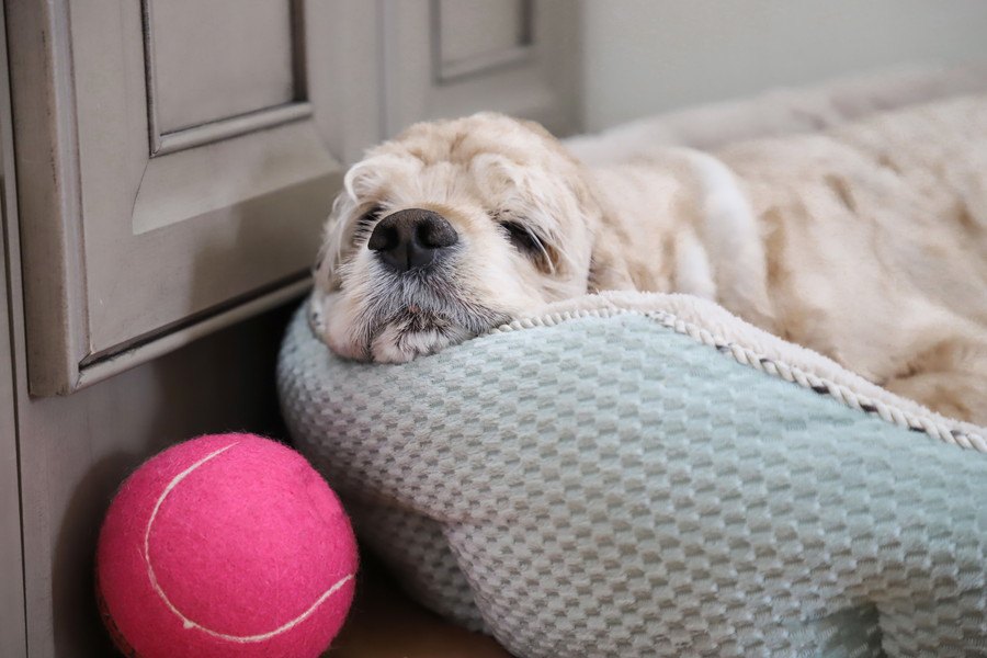 犬が凹んでいる時に見せる仕草や態度５つ