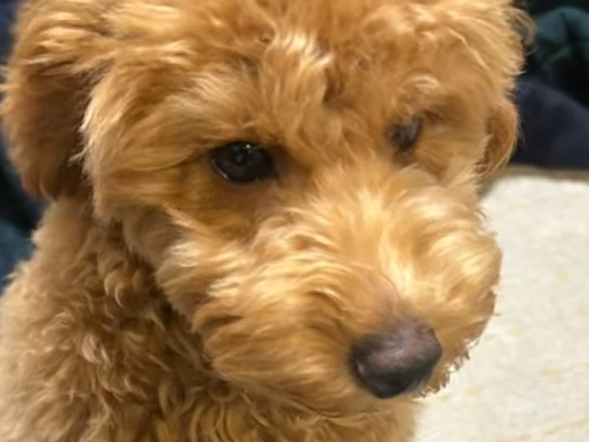 『鼻が長いから』と売れ残っていた犬→小学生の頃から飼いたかった犬種で…まさかの『運命の出会い』に感動「あなたに出会うのを待ってたんだよ」