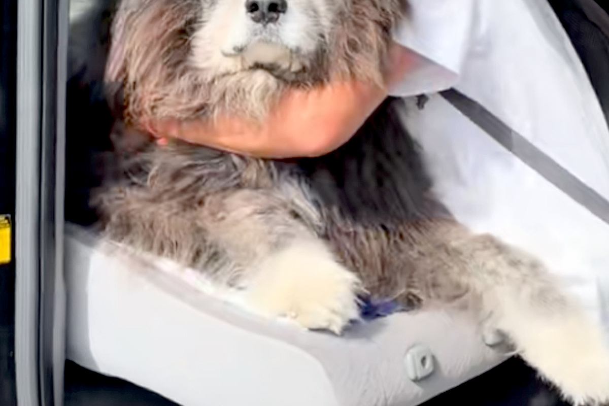 車の助手席に乗っていた秋田犬→『絶対に降りたくない』と駄々をこねて…意思が強すぎる『態度』が21万再生「貫禄すごいｗｗ」「日々筋トレ」