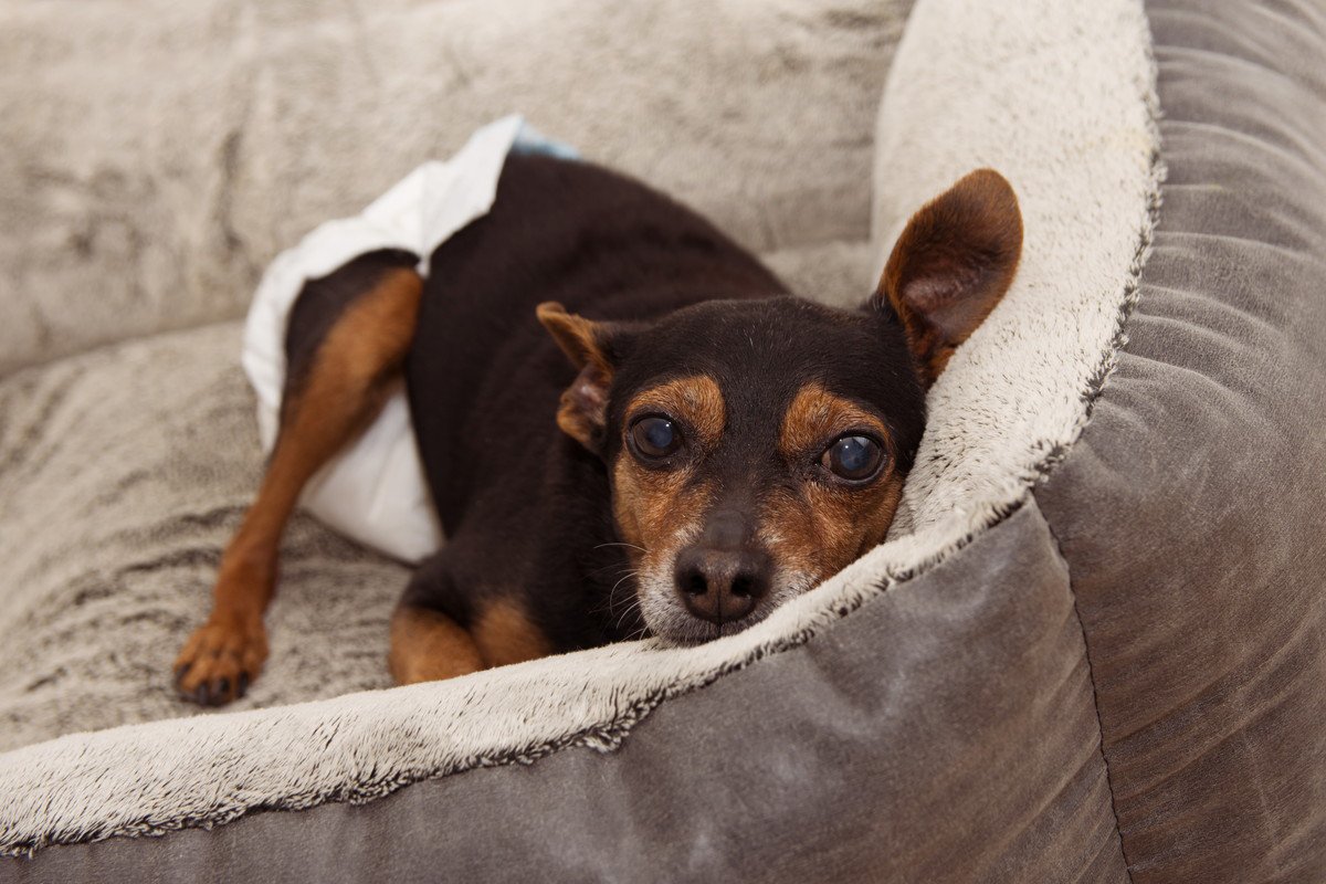 老犬介護で大変なこと4選　最期まで見届けるには覚悟が必要