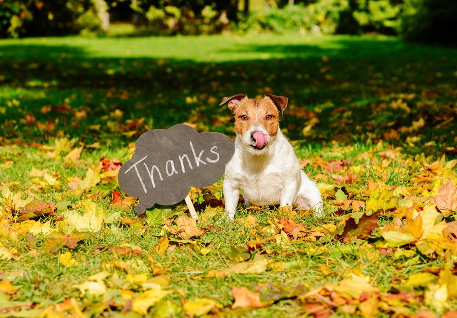 11月22日は「ペットたちに感謝する日」愛犬への感謝の伝え方３つ