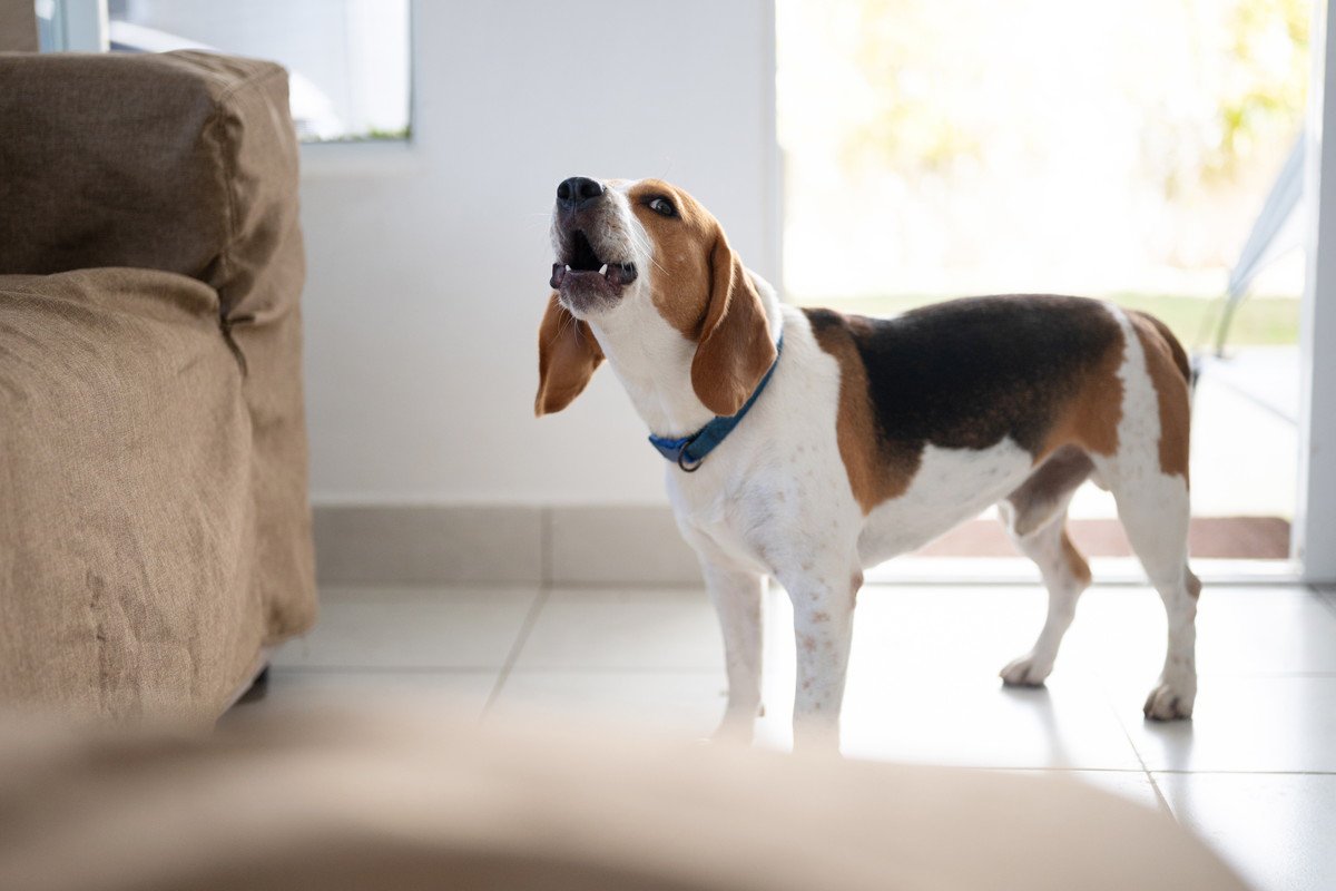 犬が早朝になると吠えてしまう原因4つ　落ち着かせる方法はある？取るべき対処法を解説