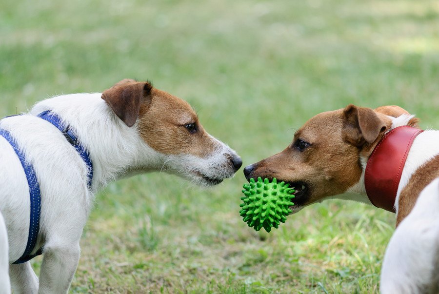 犬を多頭飼いしている飼い主が意識すべき「お留守番ポイント」